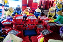 Ngư dân Quảng Ngãi bội thu cá cơm đầu năm Bính Ngọ 2026