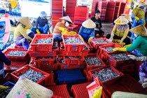 Ngư dân Quảng Ngãi bội thu cá cơm đầu năm Bính Ngọ 2026