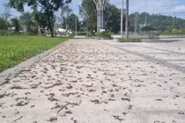 Giun đất chết khô hàng loạt tại công viên Quảng Ngãi gây tò mò