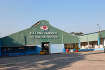 Hơn 120 tấn lợn bệnh, HaLong Canfoco nói không đưa vào sản xuất, cung ứng