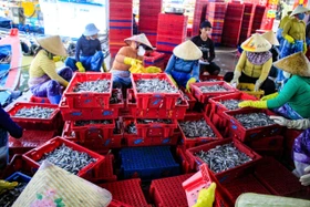 Ngư dân Quảng Ngãi bội thu cá cơm đầu năm Bính Ngọ 2026