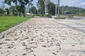 Giun đất chết khô hàng loạt tại công viên Quảng Ngãi gây tò mò