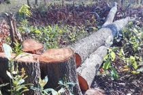 Khởi tố Chi cục trưởng Chi cụ Kiểm lâm Gia Lai liên quan vụ thất thoát tài sản nhà nước