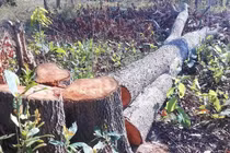 Khởi tố Chi cục trưởng Chi cụ Kiểm lâm Gia Lai liên quan vụ thất thoát tài sản nhà nước