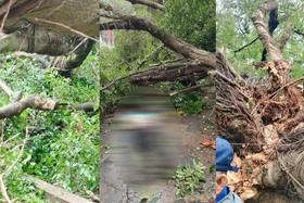 Hai cây si cổ thụ bất ngờ đổ trước đền Quán Thánh, 2 người bị thương