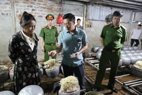 Phát hiện cơ sở dùng chất cấm sản xuất giá đỗ ở Hà Tĩnh